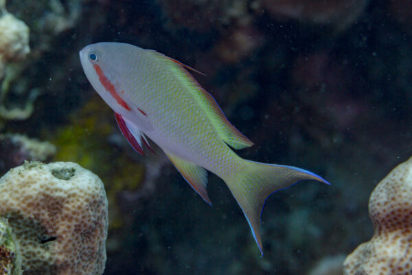 Redcheek Anthias Pseudanthias huchtii
