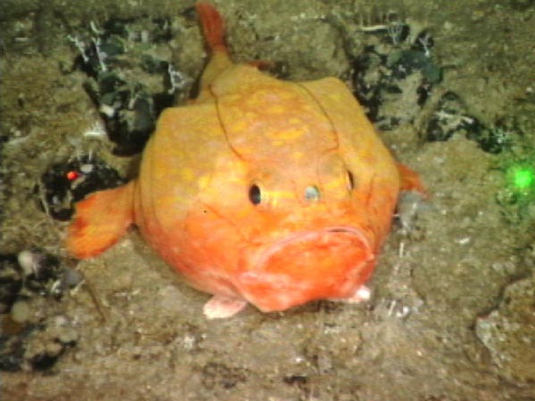 Redeye Gaper (Chaunax stigmaeus) |commons:File:Chaunax stigmaeus.jpg