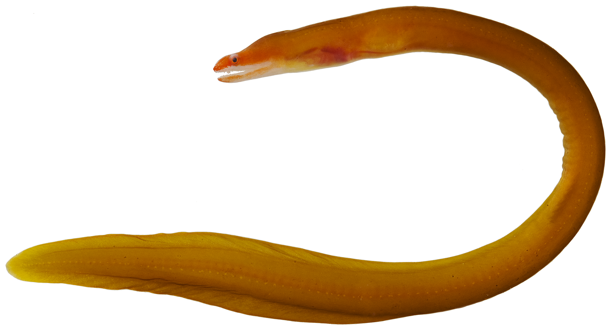 Redface Moray (Monopenchelys acuta) |commons:File:Monopenchelys acuta - pone.0010676.g012.png