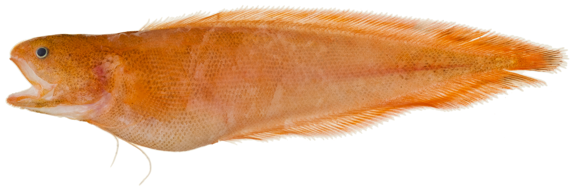 Redfin Brotula (Petrotyx sanguineus) |commons:File:Petrotyx sanguineus - pone.0010676.g026.png