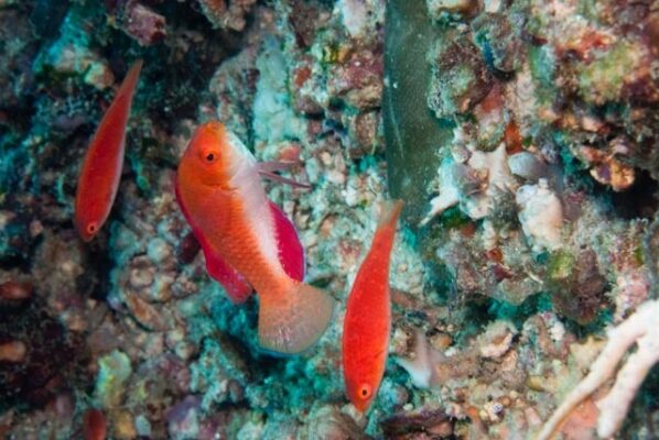 Redfin Fairy Wrasse (Cirrhilabrus rubripinnis) |commons:File:Cirrhilabrus rubripinnis, montani point, Sabang Beach, Puerto Galera, Oriental Mindoro, Philippines imported from iNaturalist photo 32668541.jpg