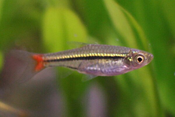 Redfin Rasbora (Rasbora borapetensis) |commons:File:Rasbora borapetensis.jpg