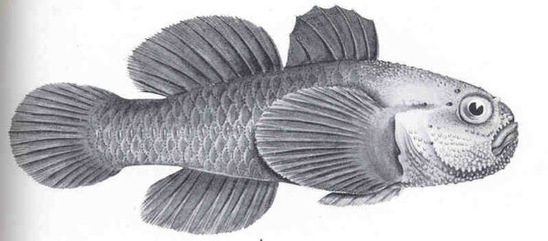 Redhead Goby (Paragobiodon echinocephalus) |commons:File:FMIB 36166 Paragobiodon echinocephalus, Ruppell.jpeg