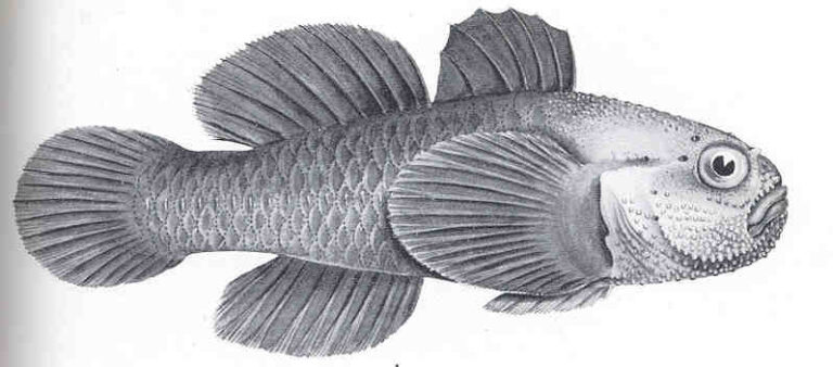 Redhead Goby (Paragobiodon echinocephalus) |commons:File:FMIB 36166 Paragobiodon echinocephalus, Ruppell.jpeg