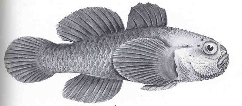 Redhead Goby (Paragobiodon echinocephalus) |commons:File:FMIB 36166 Paragobiodon echinocephalus, Ruppell.jpeg