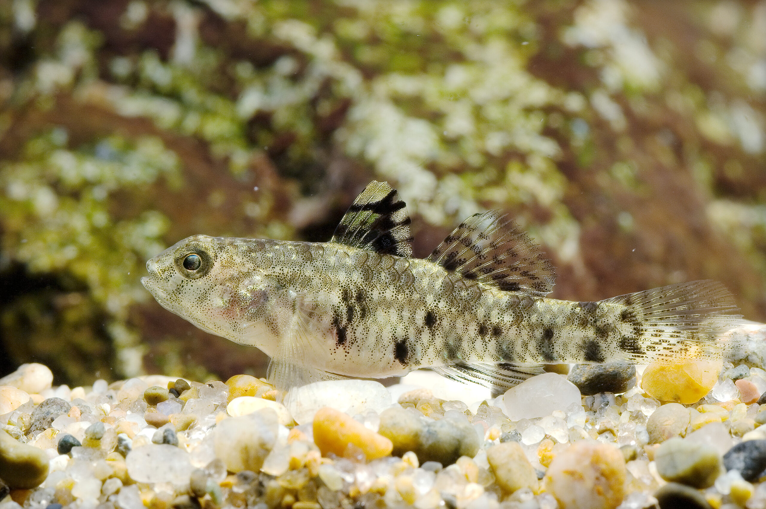 Redigobius bikolanus (Redigobius bikolanus) |commons:File:Redigobius bikolanus(Yaizu,Shizuoka,Japan,2007).jpg