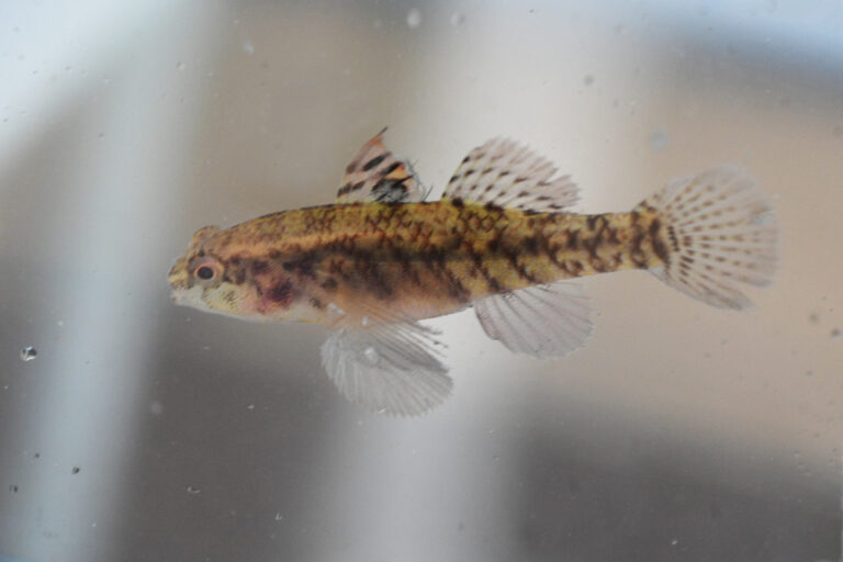 Redigobius macrostoma (Redigobius macrostoma) |commons:File:Redigobius macrostoma 341883557.jpg