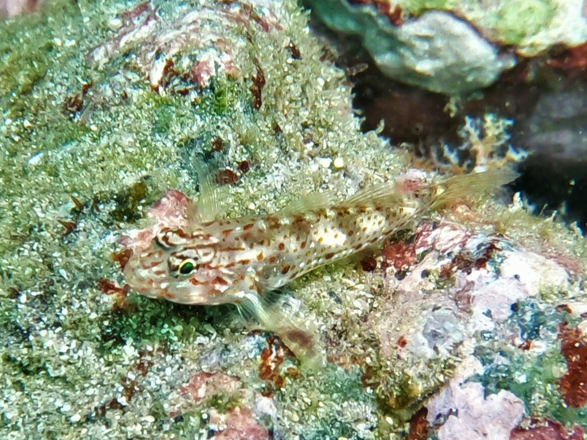 Redlight Goby (Coryphopterus urospilus) |commons:File:Coryphopterus urospilus.jpg