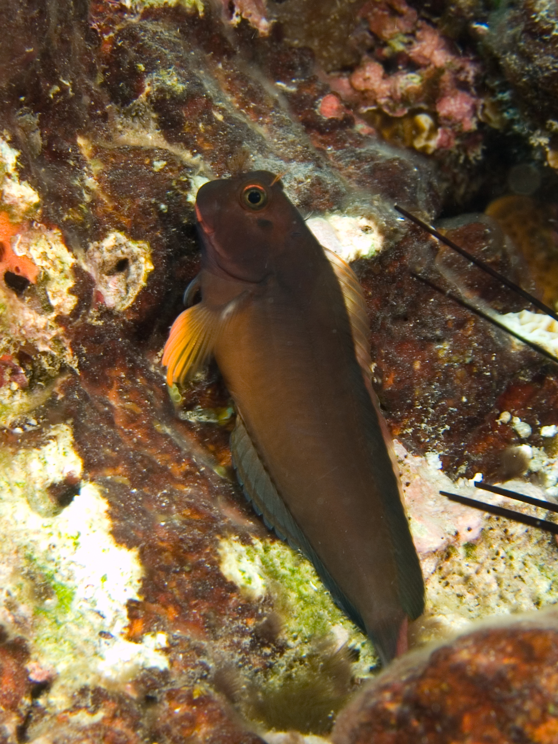 Redlip Blenny (Ophioblennius macclurei) |commons:File:Ophioblennius macclurei (Redlip Blenny).jpg