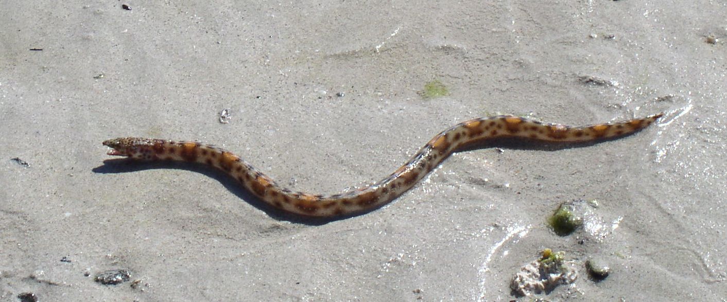 Redsaddled Snake Eel (Quassiremus nothochir) |commons:File:Quassiremus Nothochir.jpg
