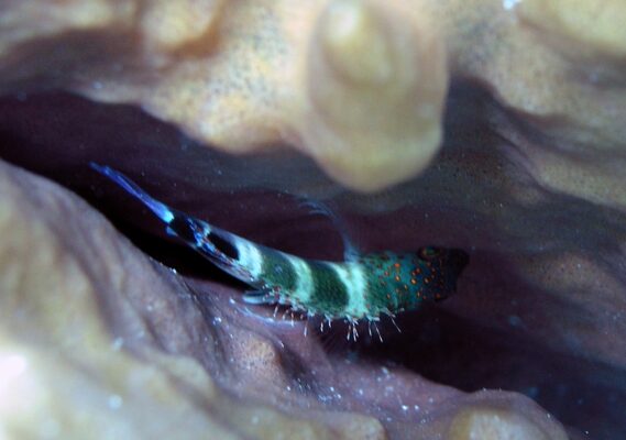 Redspotted Hawkfish (Amblycirrhitus pinos) |commons:File:Amblycirrhitus pinos, St. Croix.jpg