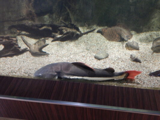 Redtail Catfish (Phractocephalus hemioliopterus) |commons:File:Phractocephalus hemioliopterus, GDY.jpg
