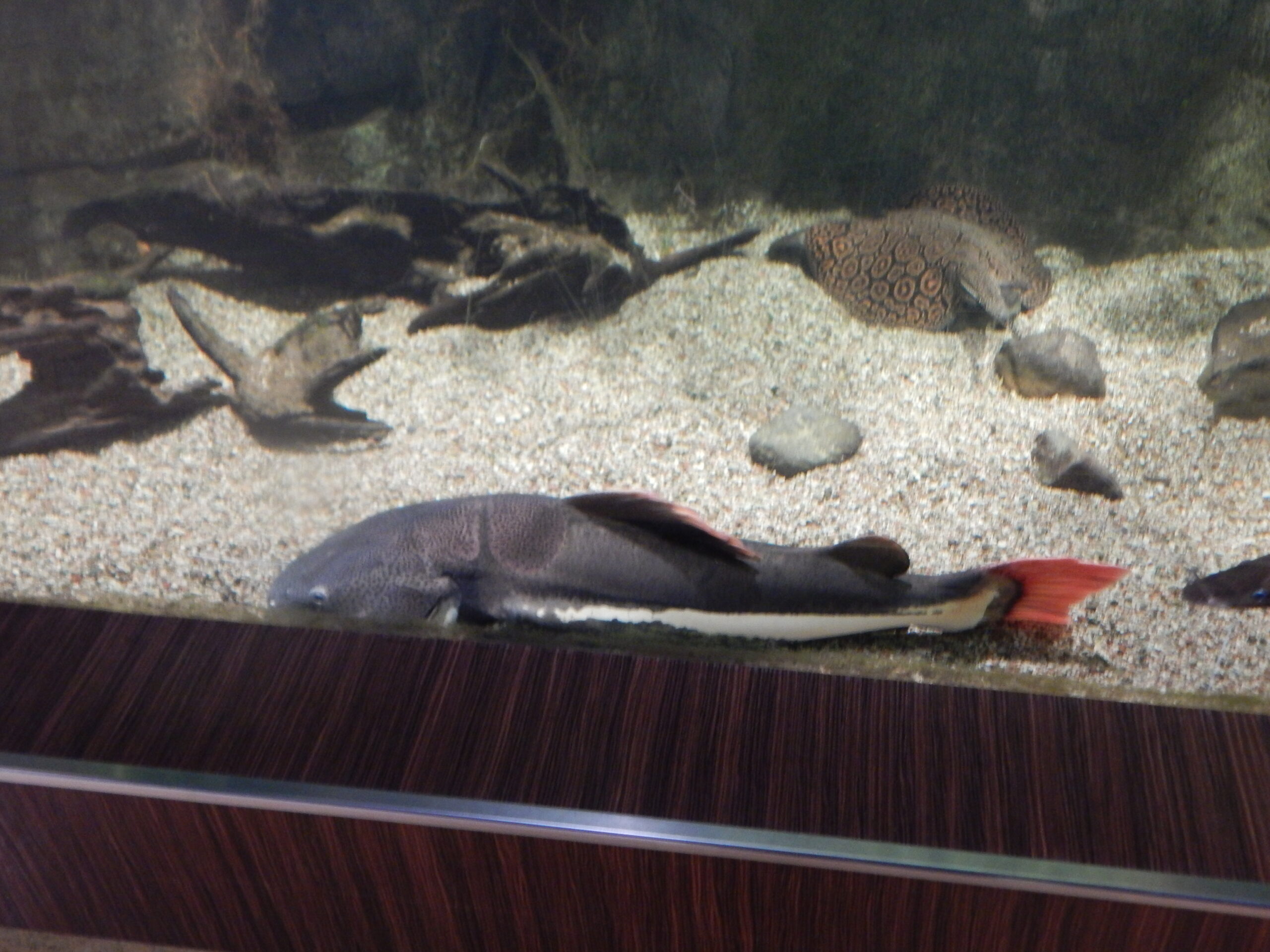 Redtail Catfish (Phractocephalus hemioliopterus) |commons:File:Phractocephalus hemioliopterus, GDY.jpg
