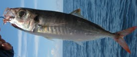 Redtail Scad (Decapterus kurroides) |commons:File:Decapterus kurroides.png