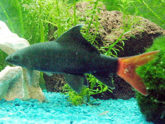 Redtail Shark (Epalzeorhynchos bicolor) |commons:File:Epalzeorhynchos bicolor.jpg