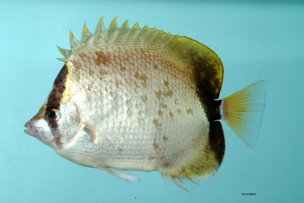 Reef Butterflyfish (Chaetodon sedentarius) |commons:File:Chaetodon sedentarius.jpg