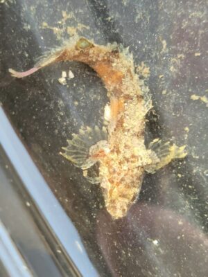 Reef Finspot (Paraclinus integripinnis) |commons:File:Paraclinus integripinnis (Reef finspot).jpg