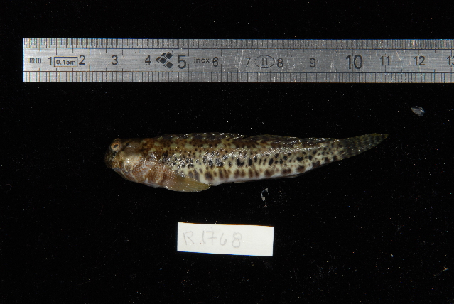 Reef Margin Blenny (Entomacrodus striatus) |commons:File:Entomacrodus striatus.jpg