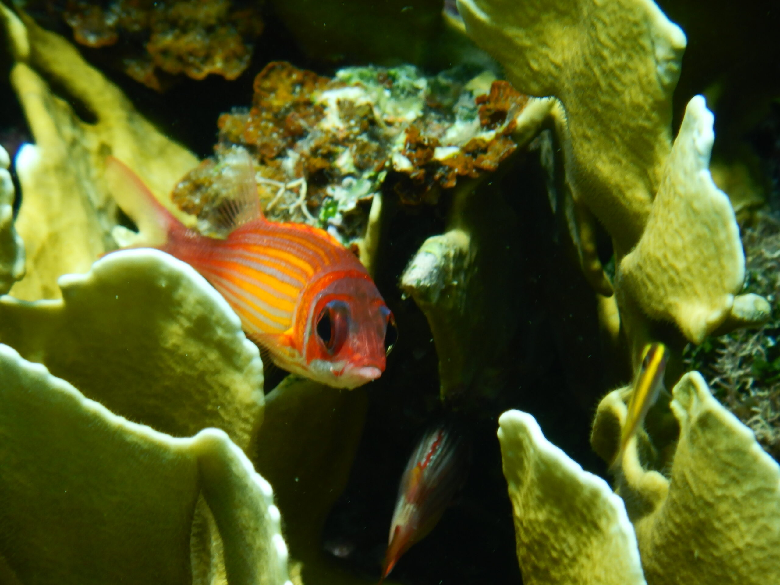 Reef Squirrelfish (Sargocentron coruscum) |commons:File:Sargocentron coruscum.jpg