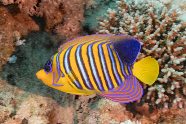 Regal Angelfish (Pygoplites diacanthus) |commons:File:Pez ángel real (Pygoplites diacanthus), parque nacional Ras Muhammad, Egipto, 2022-03-26, DD 155.jpg