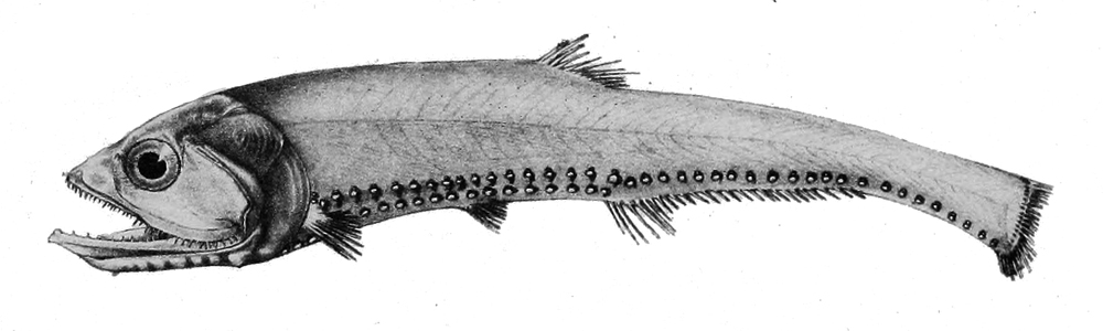 Rendezvous Fish (Polymetme corythaeola) |commons:File:Polymetme corythaeola.jpg