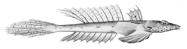 Repomucenus calcaratus (Repomucenus calcaratus) |commons:File:Repomucenus calcaratus.jpg