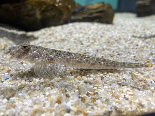 Repomucenus huguenini (Repomucenus huguenini) |commons:File:Repomucenus huguenini Shizuoka 1.jpg