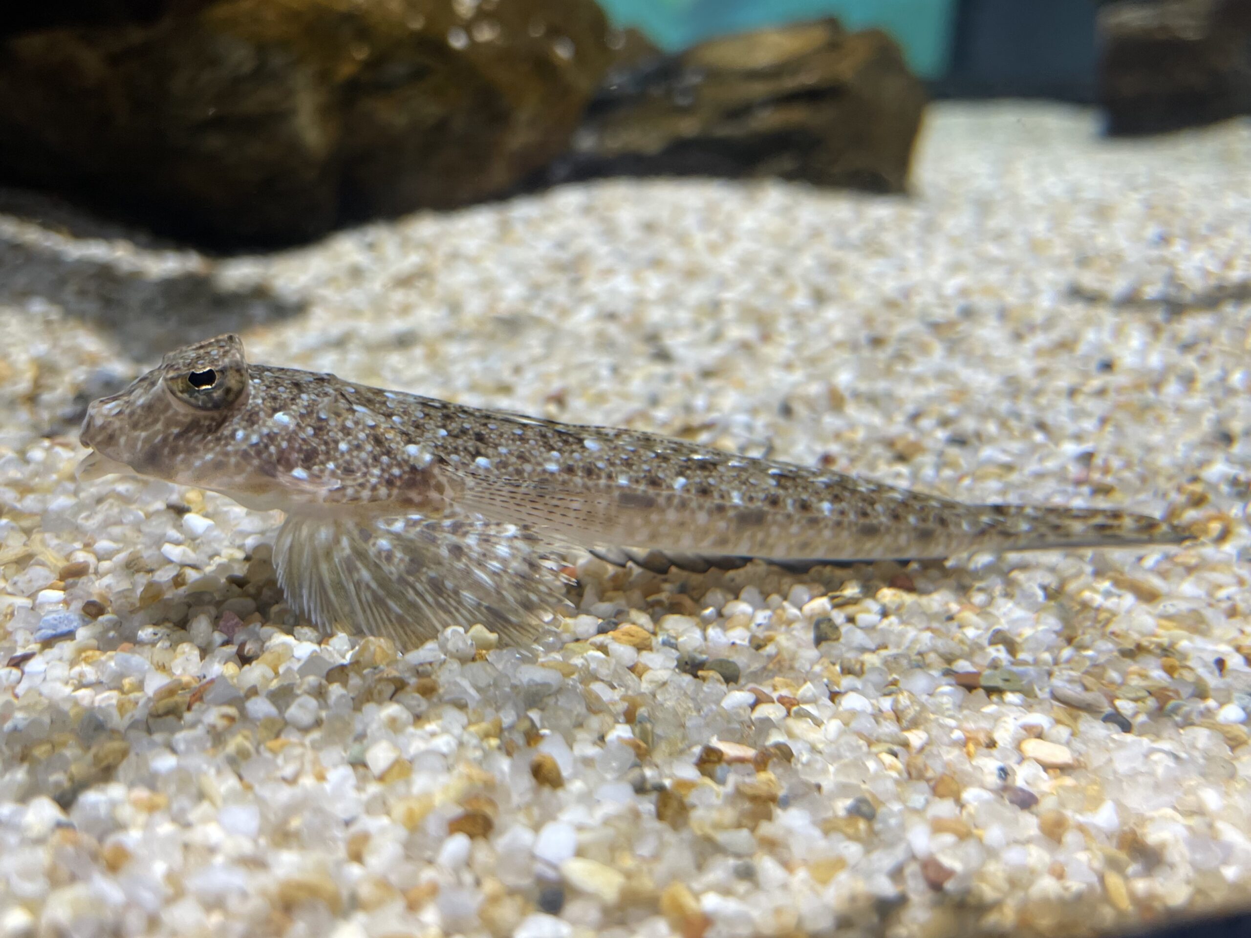 Repomucenus huguenini (Repomucenus huguenini) |commons:File:Repomucenus huguenini Shizuoka 1.jpg