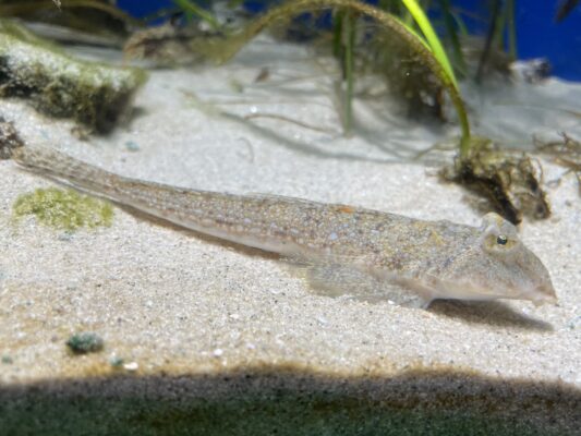 Repomucenus ornatipinnis (Repomucenus ornatipinnis) |commons:File:Repomucenus ornatipinnis Mariho.jpg