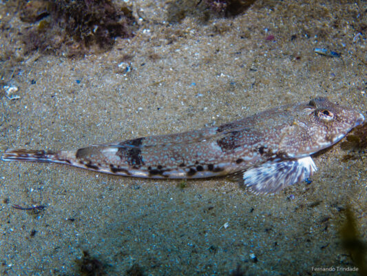 Reticulate Dragonet (Callionymus reticulatus) |commons:File:Callionymus reticulatus.jpg