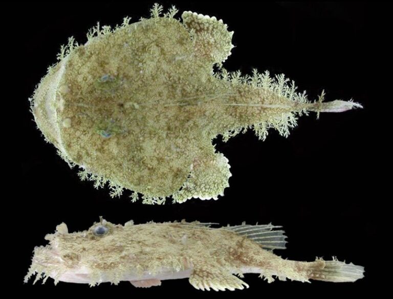 Reticulate Goosefish (Lophiodes reticulatus) |commons:File:Lophiodes reticulatus.jpg
