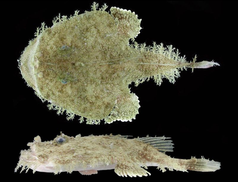 Reticulate Goosefish (Lophiodes reticulatus) |commons:File:Lophiodes reticulatus.jpg