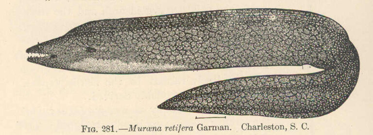 Reticulate Moray (Muraena retifera) |commons:File:FMIB 51818 Muraena retifera Garman Charleston, S C.jpeg