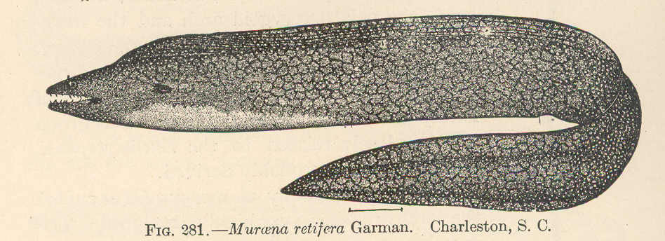 Reticulate Moray (Muraena retifera) |commons:File:FMIB 51818 Muraena retifera Garman Charleston, S C.jpeg
