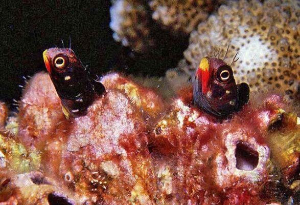 Revillagigedo Barnacle Blenny (Acanthemblemaria mangognatha) |commons:File:Acanthemblemaria mangognatha.jpg