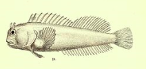 Rhabdoblennius nitidus (Rhabdoblennius nitidus) |commons:File:Rhabdoblennius nitidus.png