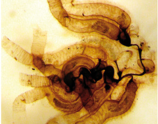 Rhabdopleura compacta Rhabdopleura compacta