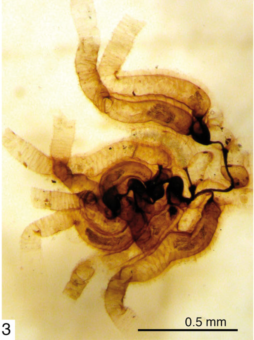 Rhabdopleura compacta Rhabdopleura compacta
