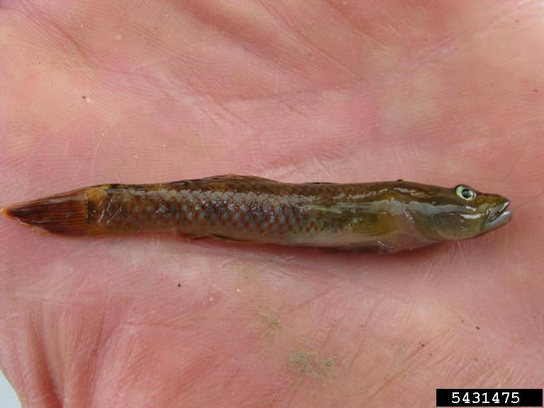 Rhinogobius brunneus (Rhinogobius brunneus) |commons:File:Amur goby Rhinogobius brunneus.jpg