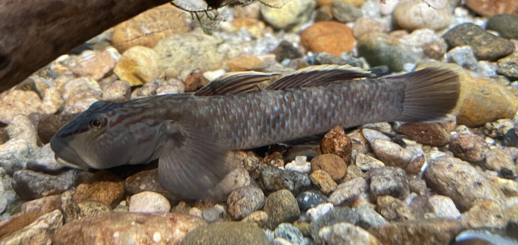 Rhinogobius fluviatilis (Rhinogobius fluviatilis) |commons:File:Rhinogobius fluviatilis.jpg