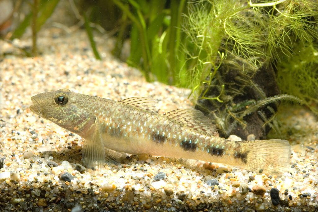 Rhinogobius giurinus (Rhinogobius giurinus) |commons:File:Rhinogobius giurinus(Hamamatsu,Shizuoka,Japan).jpg
