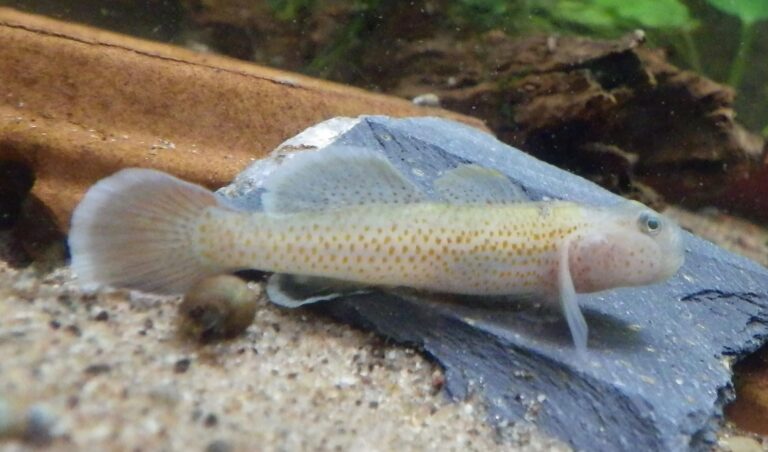 Rhinogobius maculagenys (Rhinogobius maculagenys) |commons:File:Rhinogobius rubromaculatus male.jpg