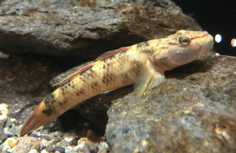 Rhinogobius mizunoi (Rhinogobius mizunoi) |commons:File:Rhinogobius mizunoi Yamanashi aquarium.jpg