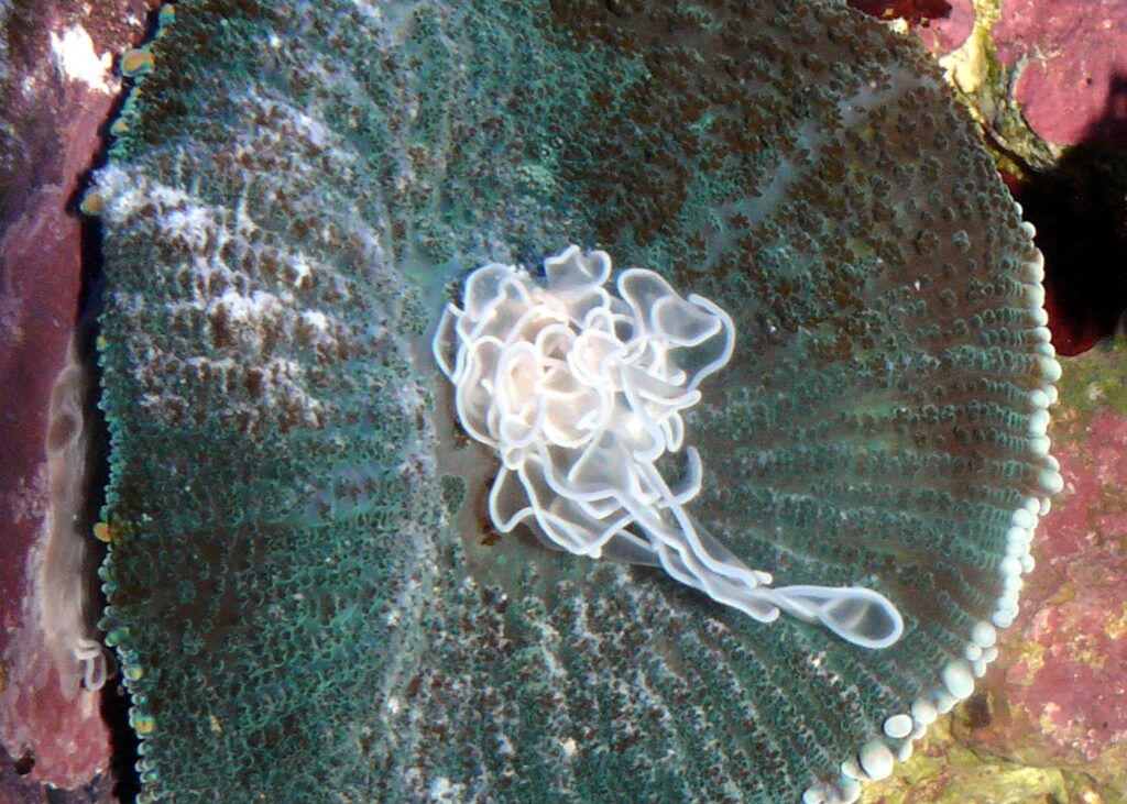 Rhodactis Inchoata (Rhodactis inchoata) |commons:File:Rhodactis cf. inchoata.JPG