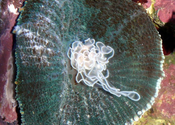Rhodactis Inchoata (Rhodactis inchoata) |commons:File:Rhodactis cf. inchoata.JPG