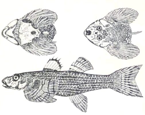 Rhyacichthys aspro (Rhyacichthys aspro) |commons:File:Loach goby, Rhyacichthys aspro (Valenciennes, 1837) by M. L. Nievera.jpg