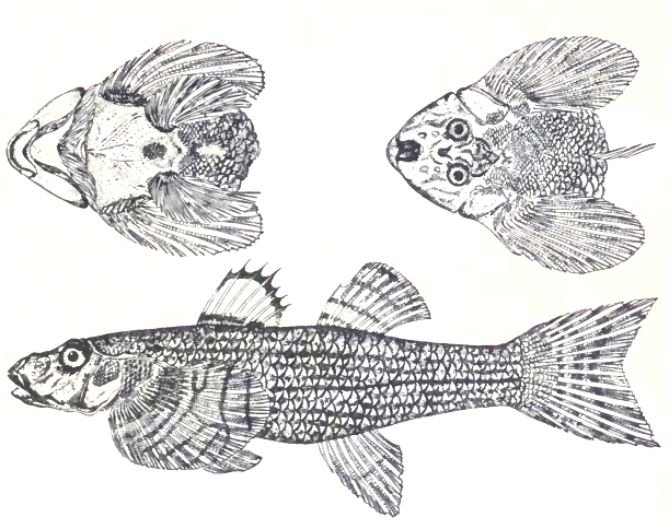 Rhyacichthys aspro (Rhyacichthys aspro) |commons:File:Loach goby, Rhyacichthys aspro (Valenciennes, 1837) by M. L. Nievera.jpg