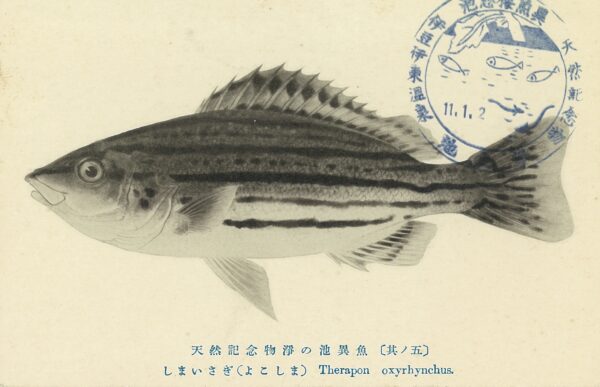 Rhynchopelates oxyrhynchus (Rhynchopelates oxyrhynchus) |commons:File:Jono-ike pond postcard. Rhynchopelates oxyrhynchus.1936-2.JPG