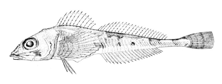 Ribbed Sculpin (Triglops pingelii) |commons:File:Triglops pingelii.jpg