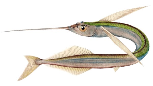 Ribbon Halfbeak (Euleptorhamphus viridis) |commons:File:Euleptorhamphus viridis Cuvier-98-Scombrèsoce-Hémiramphe.jpg